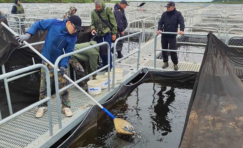На Ямале выпустили в реку Таз около 7 миллионов мальков муксуна и нельмы