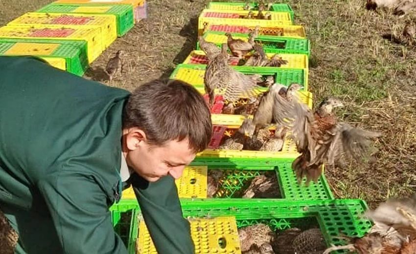 В Абинском районе Краснодарского края завершили осенний выпуск фазанов