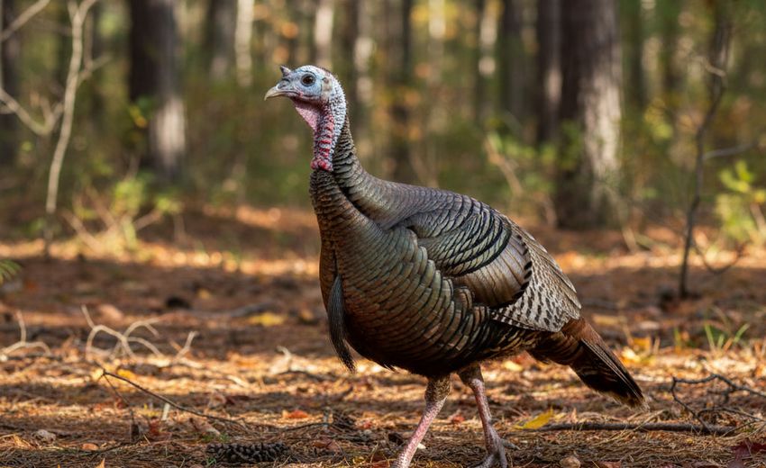 В Прикамье открыли крупнейший в России комплекс по выращиванию индеек