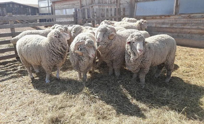 В Забайкалье за счет гранта построят овцеводческий монокомплекс