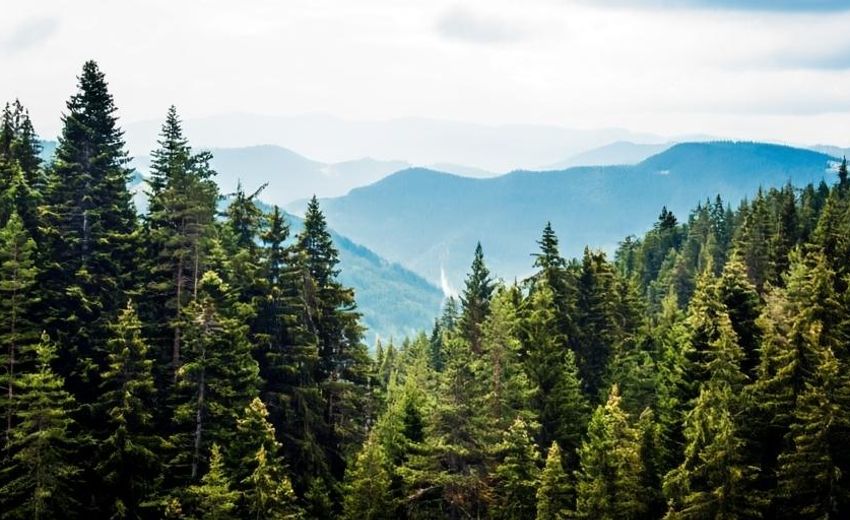 Почти 3 млрд рублей получат регионы на восполнение затрат на тушение лесных пожаров