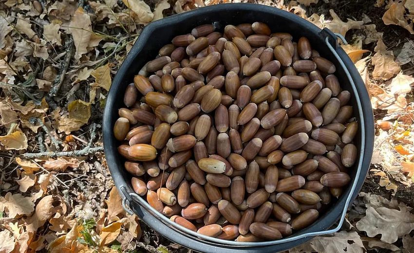 В Волгоградской области заготовили более 11 тонн желудей