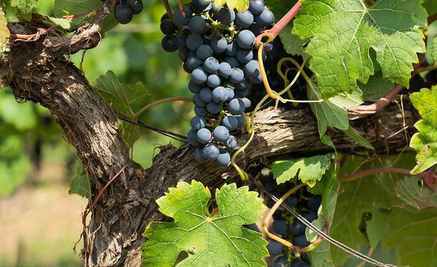 4 млрд рублей направят на развитие виноделия в России в 2026 году