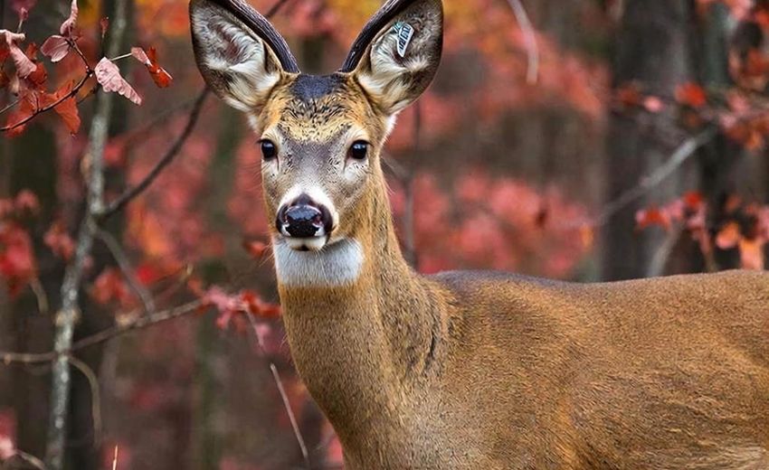 Минприроды России разрабатывает систему по подсчету диких животных на особо охраняемых территориях