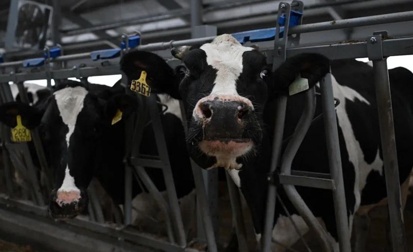 Удмуртия вышла на четвертое место в России по производству молока