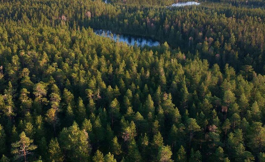 В России реализуется масштабная программа по сохранению лесов