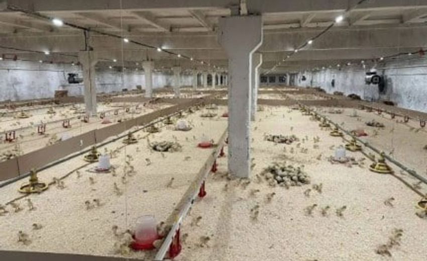 В прикамском селе Ваньки запустили комплекс для выращивания индеек