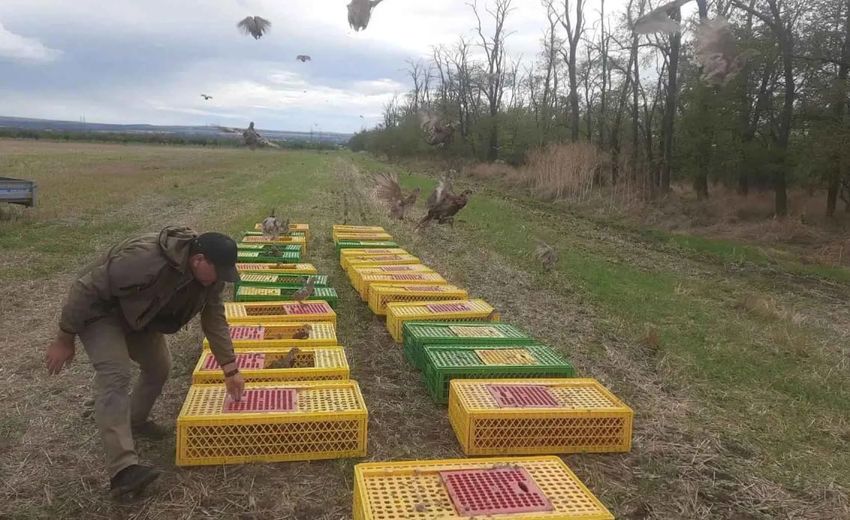 В Краснодарском крае выпустили 500 северокавказских фазанов