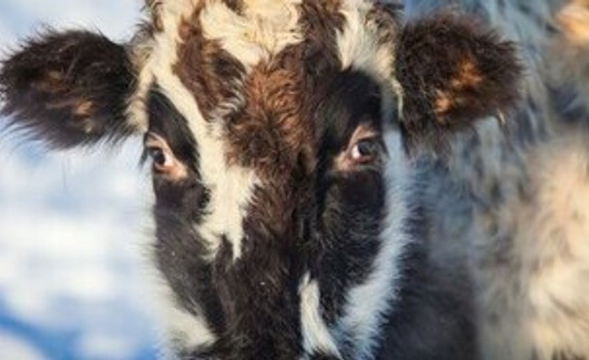 Поголовье исчезающей якутской коровы выросло на 12% за год