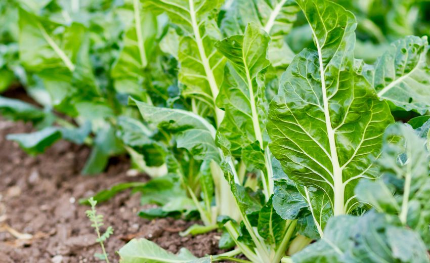 США вывели российские удобрения из-под санкций