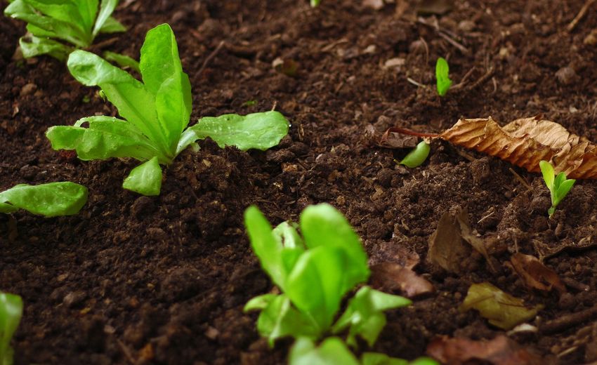 Аграрный концерн «Покровский» планирует увеличить экспорт в страны Персидского залива