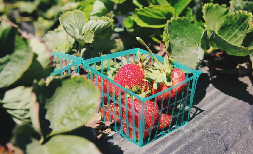 The owner of "Ascona" with partners will open greenhouses with vegetables and berries