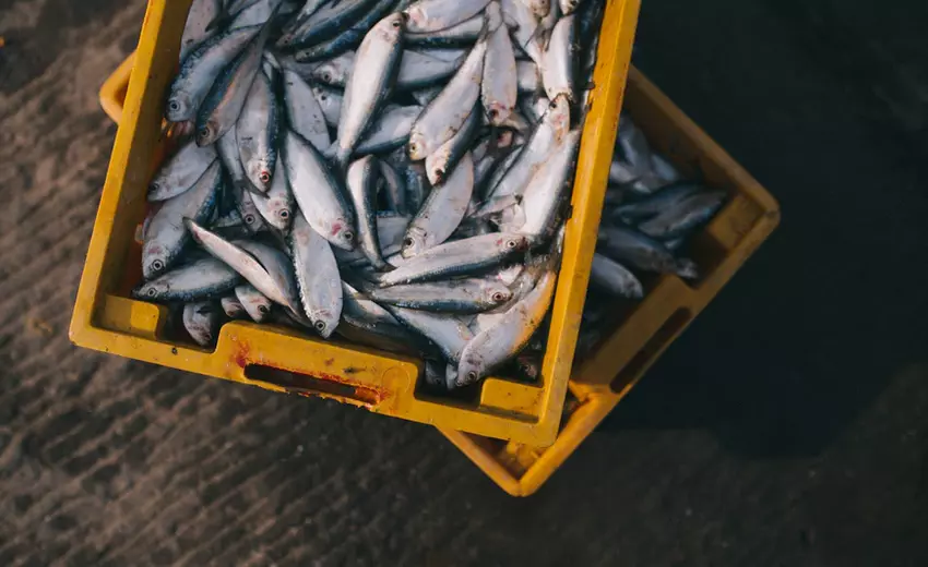 Приморье планирует увеличить экспорт рыбы и морепродуктов в КНР до 60%