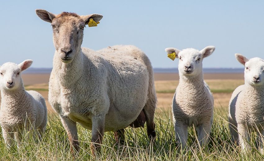 Russia boosts mutton exports to Iran