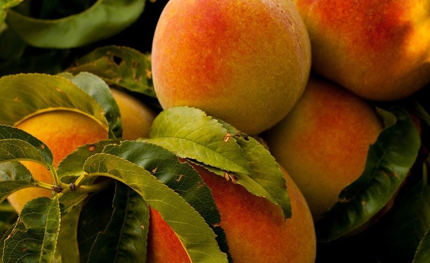 クラスノダール地域は、農産複合体の効率化のリーダーとなっています。