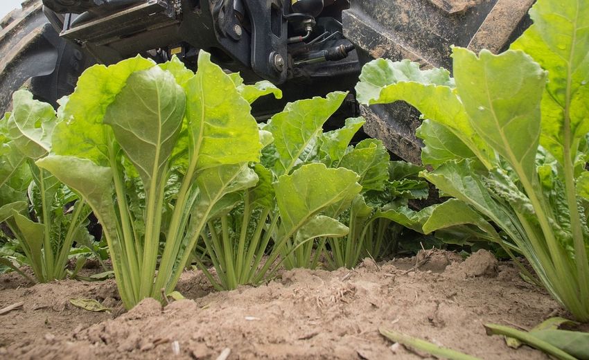 Rusagro para comprar sementes híbridas de beterraba sacarina russa