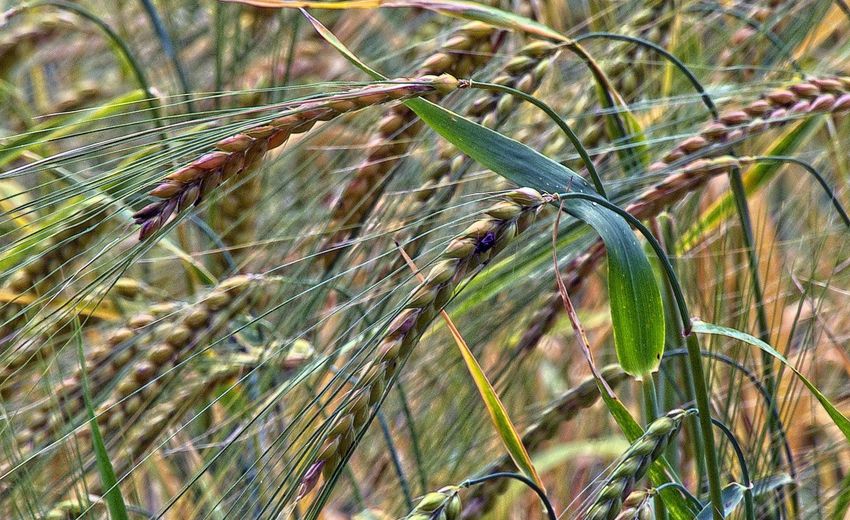 クラスノヤルスクの科学者がロシアの食糧安全保障を守る仕組みを開発 