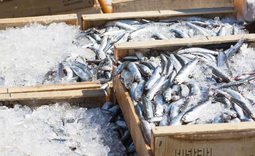 Acceptance of applications for subsidies for the transportation of Far Eastern pollock may start in September