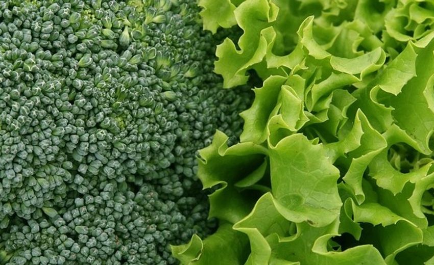 «Белая дача» откроет на Кубани завод и собственное производство