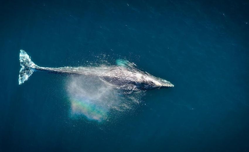 ロシア、クジラ・イルカ・ネズミの輸出禁止を実施