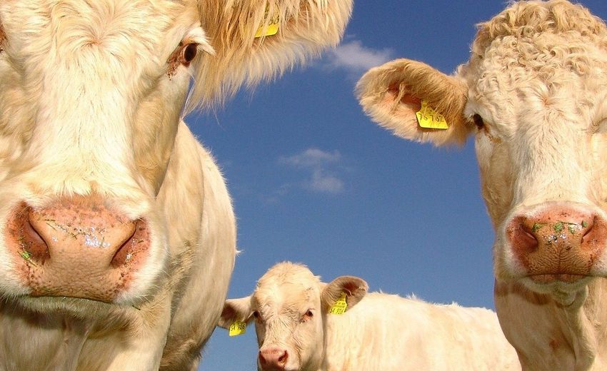 Кировская область на 30% увеличила продажи племенного скота 